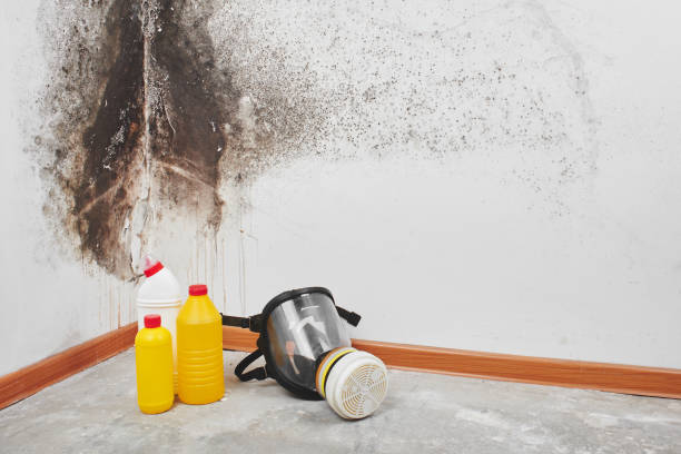 Best Bathroom Mold Remediation in Conway Springs, KS