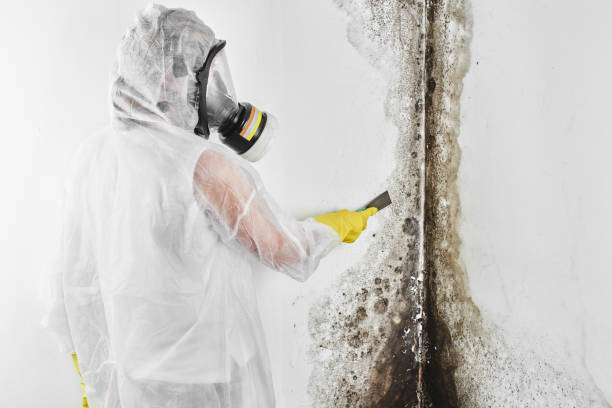 Best Commercial Mold Remediation in Conway Springs, KS