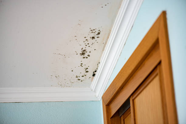 Best Attic Mold Remediation in Conway Springs, KS