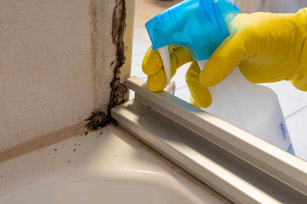 Best Localized Mold Remediation (e.g., coastal areas, humid climates) in Conway Springs, KS